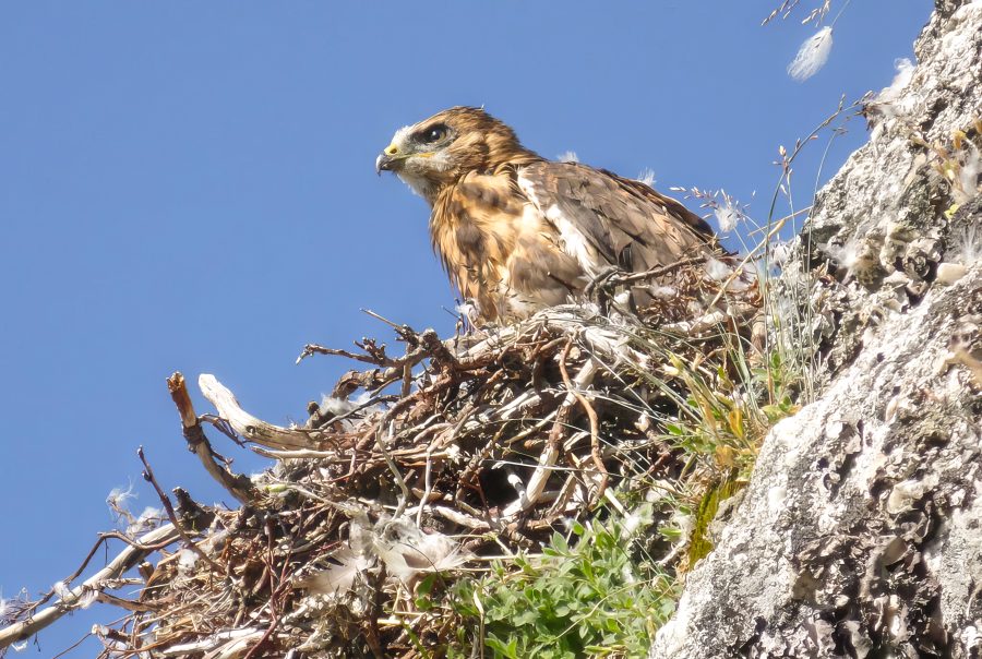 © Benoit Tremblay, MELCCFP