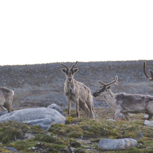 Rivière-Kovik proposed aquatic reserve (Réserve aquatique projetée de la Rivière-Kovik) © Marianne Ricard, KRG/ARK