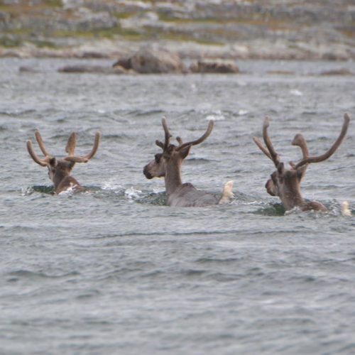 Caribou from the Leaf River herd (Caribous du troupeau de la Rivière aux Feuilles) © Marianne Ricard, KRG/ARK