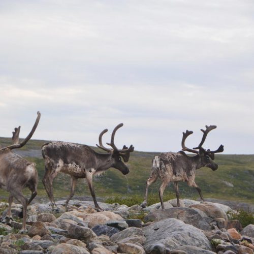 Rivière-Arnaud territorial reserve for protected area purposes (Réserve de territoire aux fins d’aire projetée de la Rivière-Arnaud) © Marianne Ricard, KRG/ARK