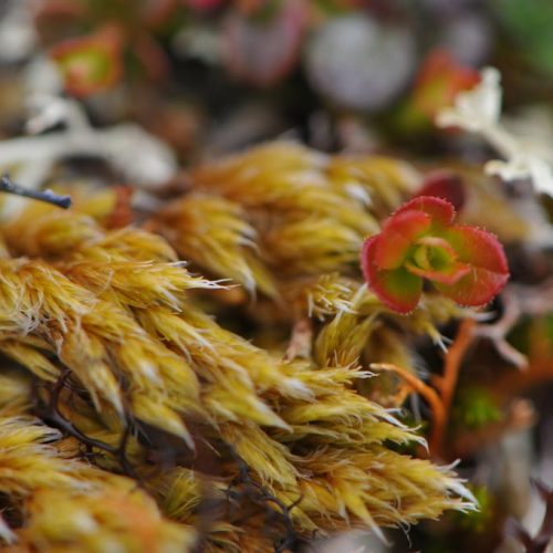 Nunavik flora (Flore du Nunavik) © Frédéric Poisson, MELCC