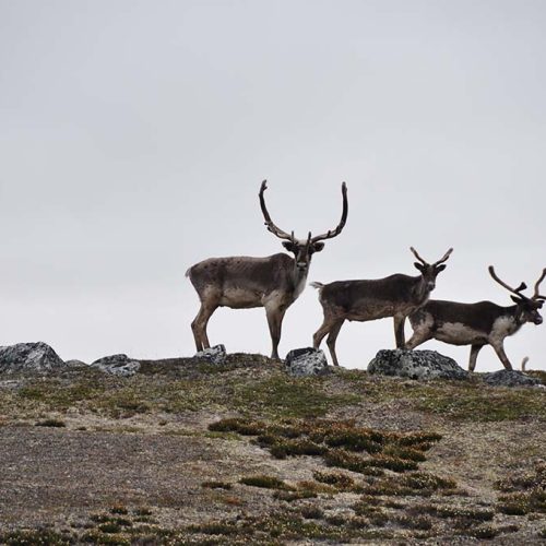 Quaqtaq-Kangirsuk proposed biodiversity reserve (Réserve de biodiversité projetée de Quaqtaq-Kangirsuk) © Mélanie Veilleux-Nolin, MELCC