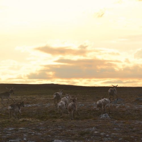 Caribou from the Leaf River herd (Caribous du troupeau de la Rivière aux Feuilles) © Marianne Ricard, KRG/ARK