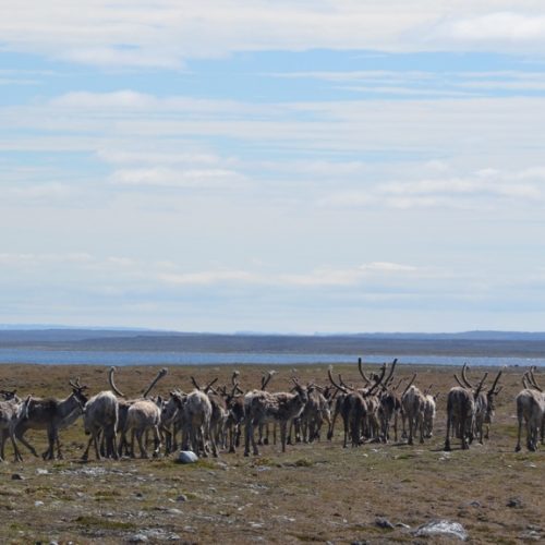 Caribou from the Leaf River herd (Caribous du troupeau de la Rivière aux Feuilles) © Marianne Ricard, KRG/ARK